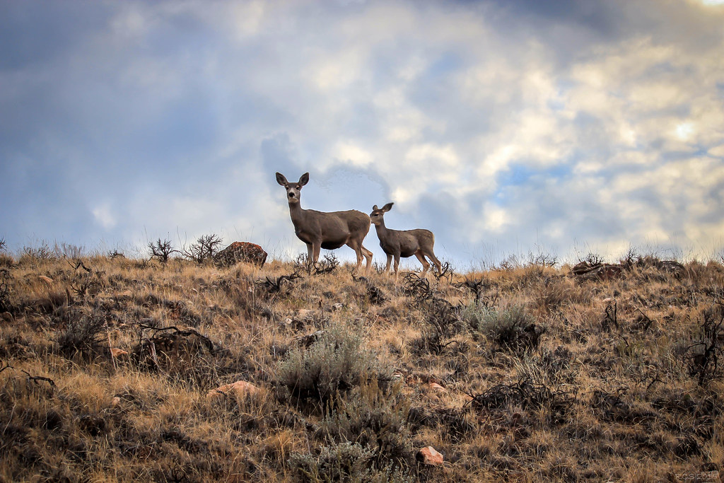 Deer on a Hill Northern Wyoming, near Red Gulch at the mou… Flickr
