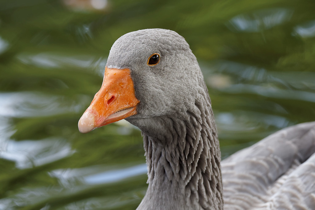 Goose portrait (3/4) grey goose of Toulouse / oie grise … Flickr