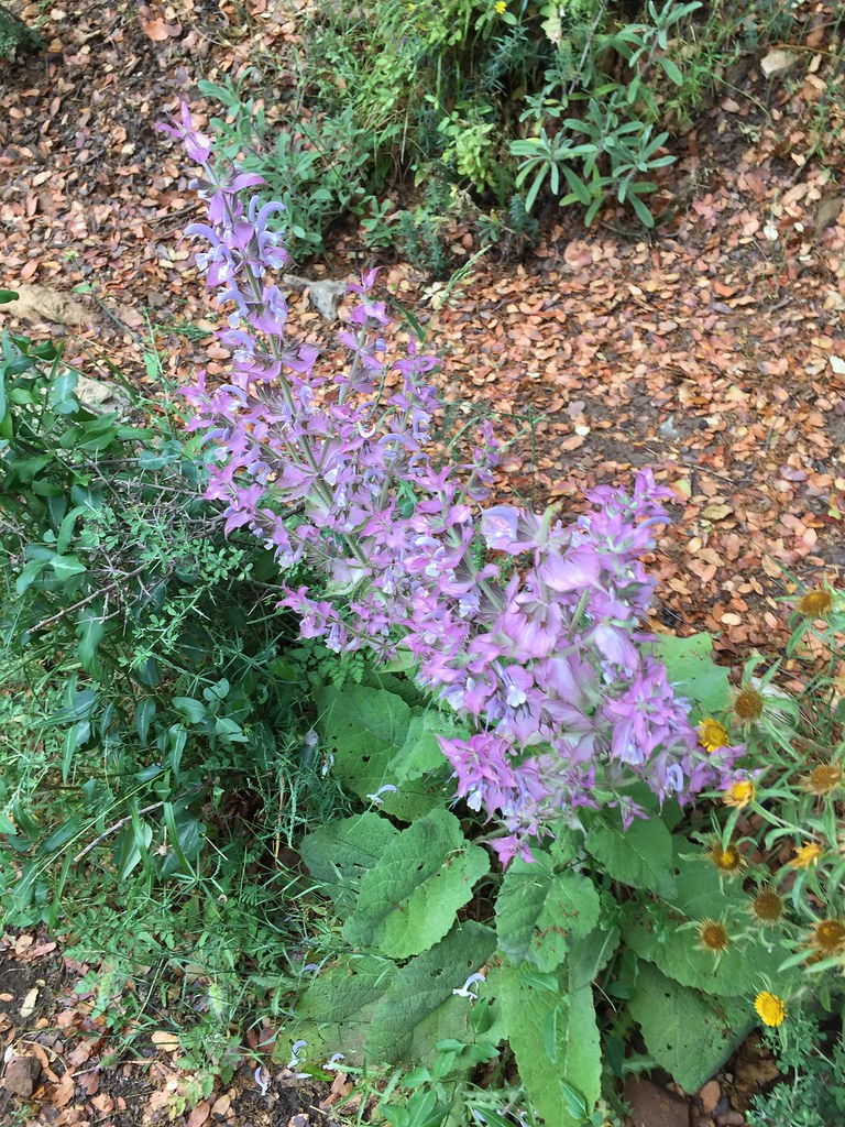 Untitled bejjani roula Flickr