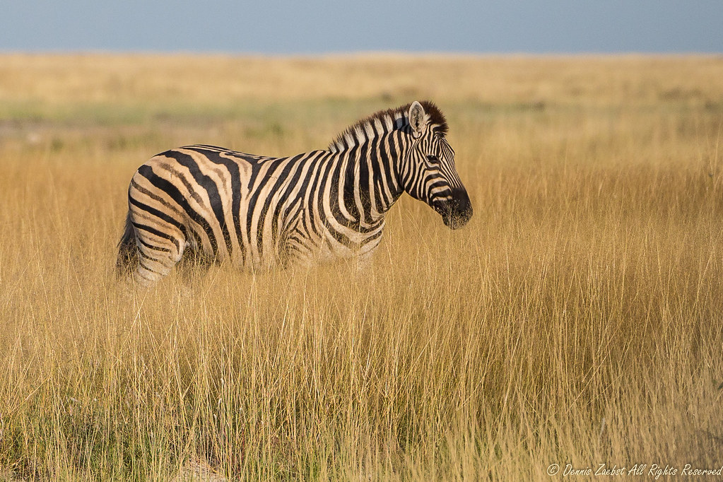 Zebra in tall grass0036 (Equus quagga) Burchell's Zebra i… Flickr
