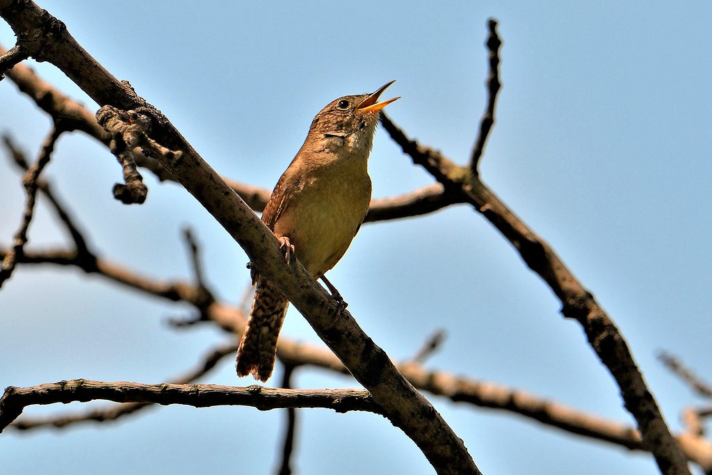 Wren House Wren, Minnesota, Hennepin County, Minnesota Va… Flickr