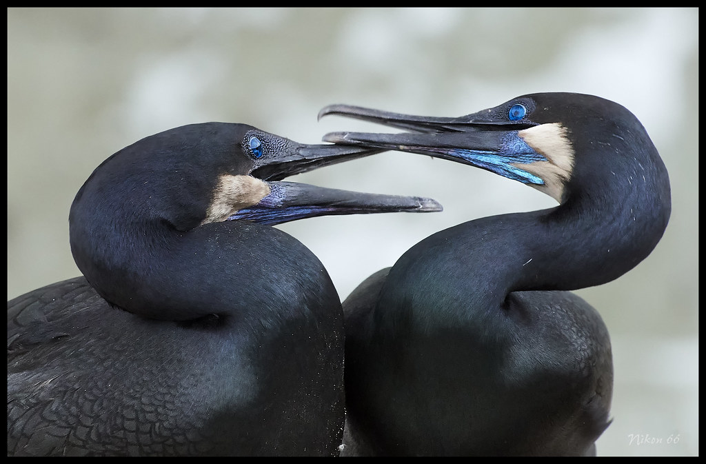 Cormorants at La Jolla Cove Taken at La Jolla Cove, a smal… Flickr