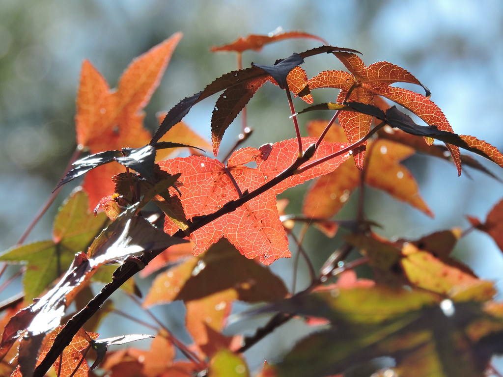 Florida Fall Colors Florida is pretty awesome in autumn to… Flickr