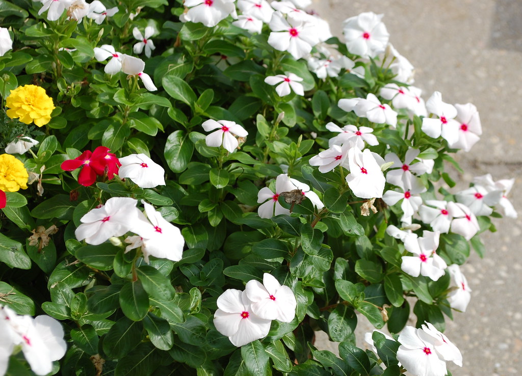 White Vincas. Flower garden at the apartment complex where… Flickr