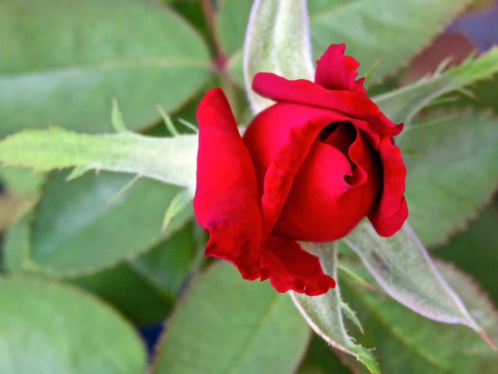 Red Rosebud Opening IMG_0417 Version 2 Chic Bee Flickr