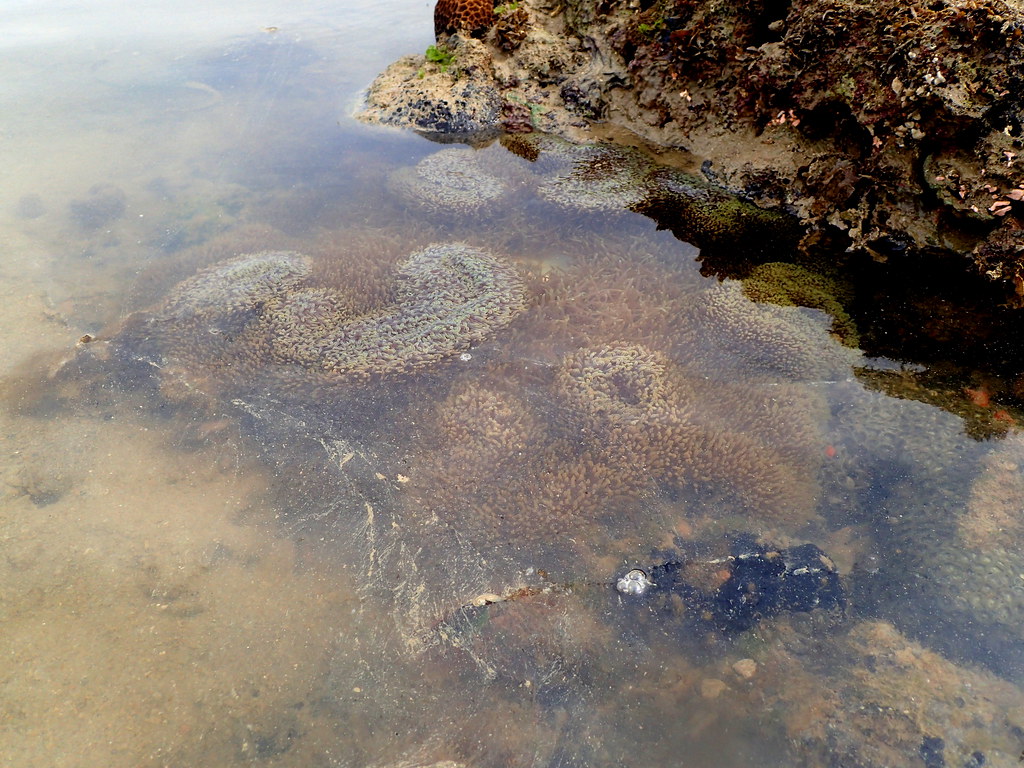 Carpet Anemone (Pulau Semakau, Singapore) Ravenblack7575 Flickr