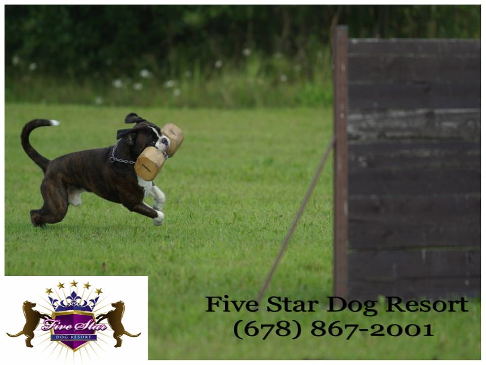 Dog TrainingBoarding Woodstock ga The second home for you… Flickr