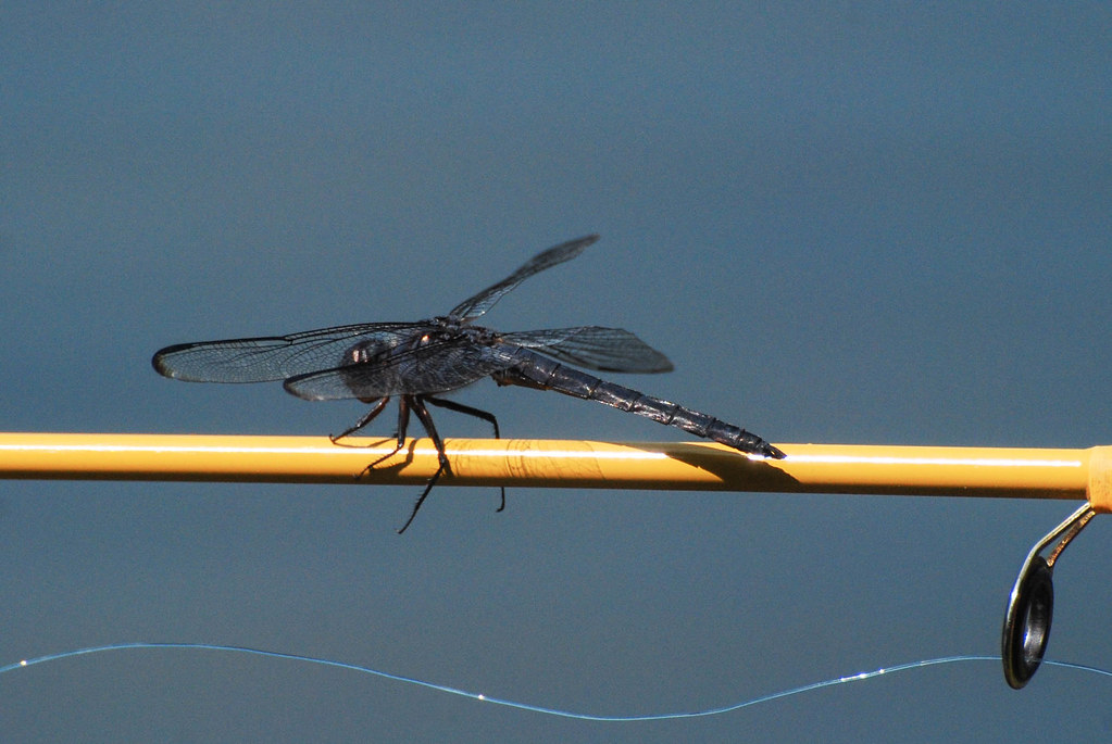 slaty skimmer on fishing pole slaty skimmer dragonfly Fern… Flickr