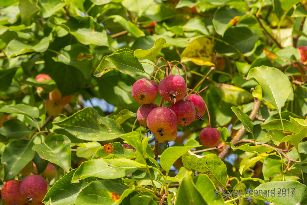 170909 La virée patrimoniale du Vieux SainteRose Laval … Flickr
