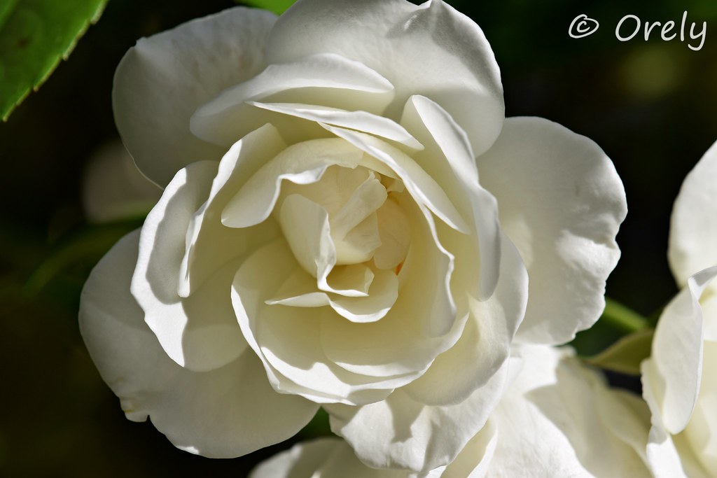Rose ! Macro d'une rose blanche OrelyG3 Flickr
