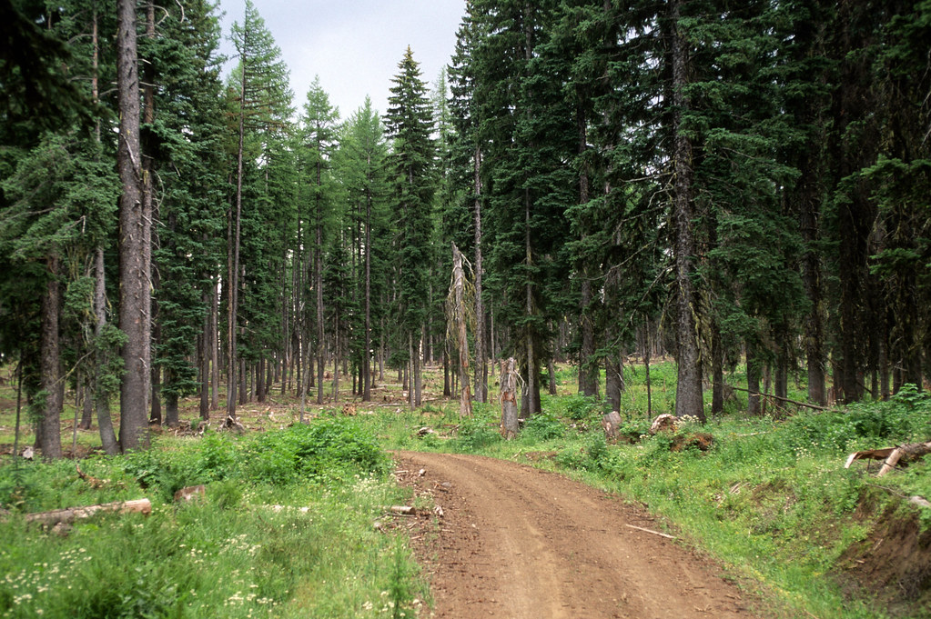 Umatilla National Forest, salvage thinning Badger TS.jpg Flickr