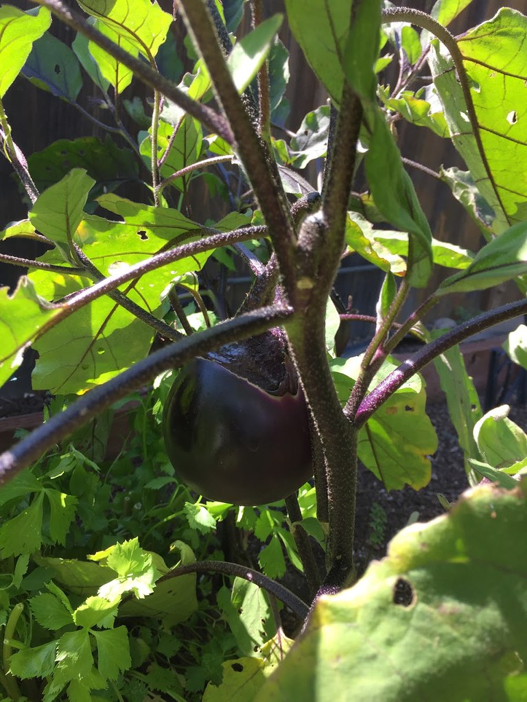 kamo nasu (Japanese eggplant) 305 Seahill Flickr