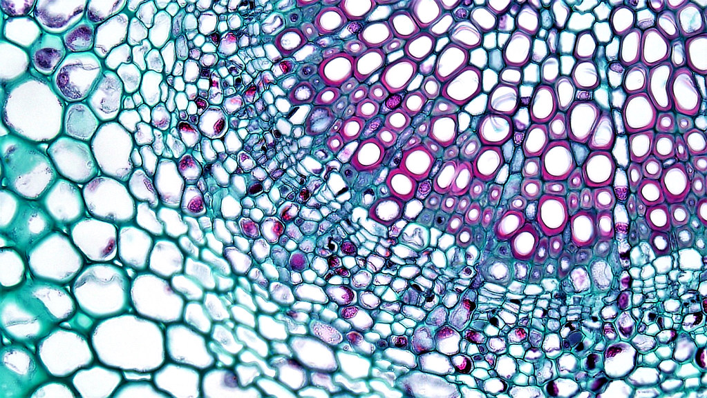 Angiosperm Morphology Cambium in Midrib Vascular Bundle o… Flickr