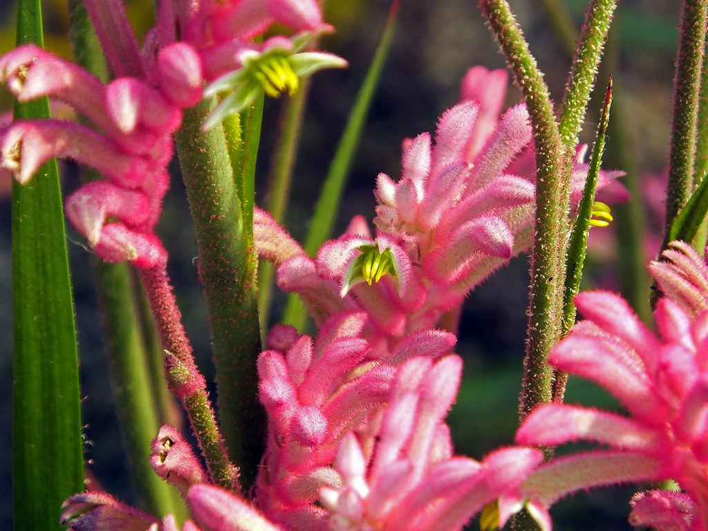 Kangaroo Paw Pink! I'd never heard of this plant before bu… Flickr