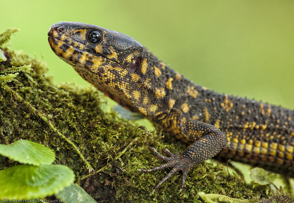 Yellowspotted night lizard / Lepidophyma flavimaculatum Flickr
