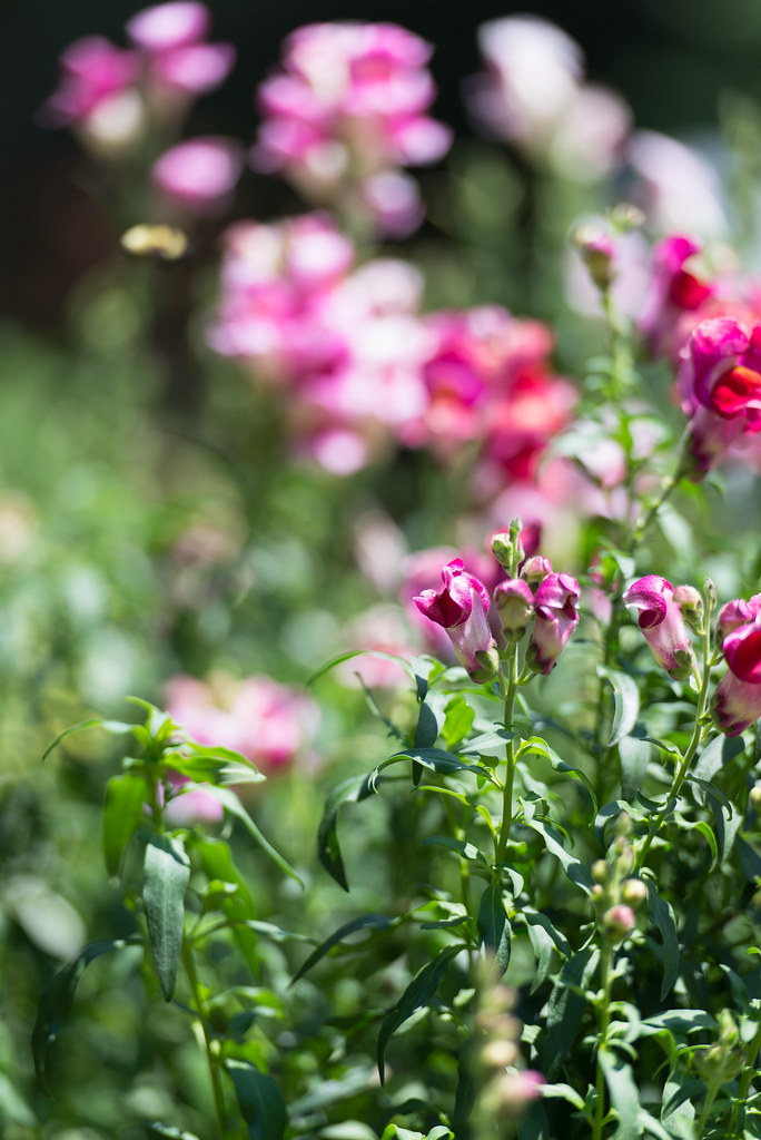 Flowers of Pittsburg David Luciano Flickr