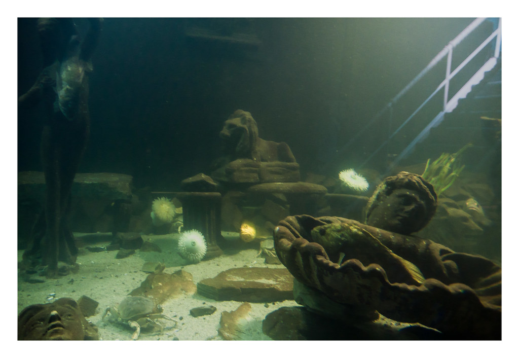 From the archive Undersea Gardens, Newport, Oregon (June… Flickr