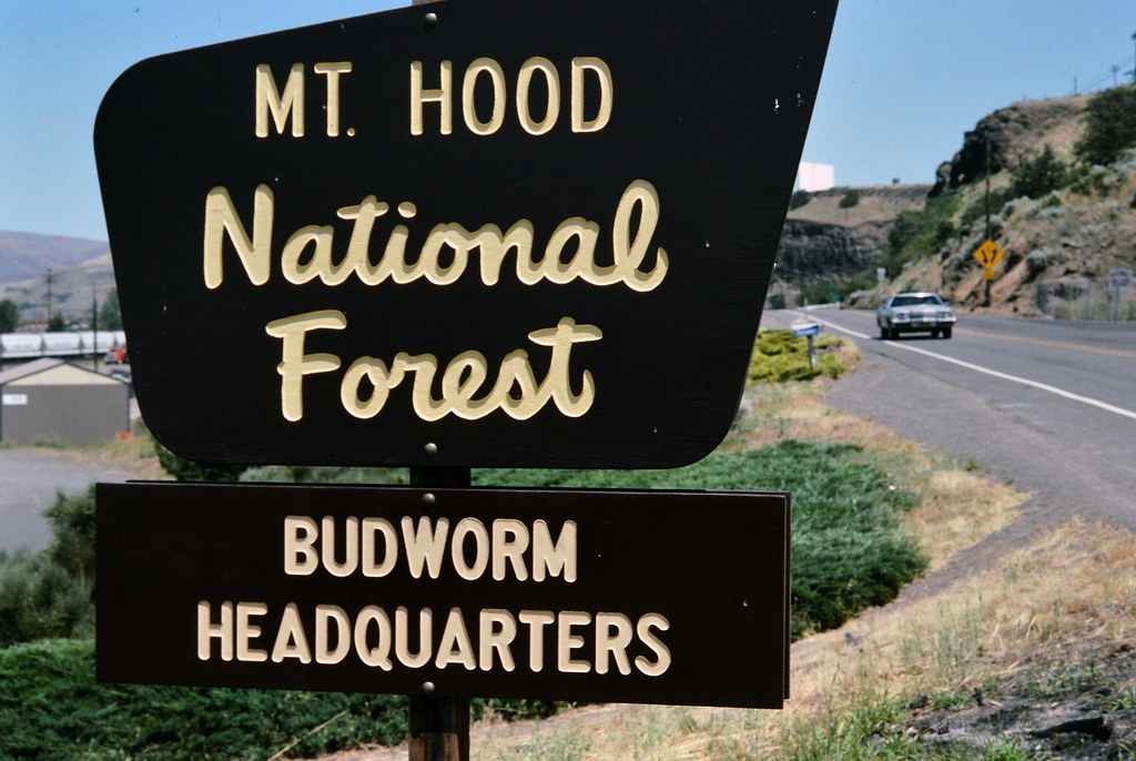 1988. Mt. Hood National Forest. Budworm Headquarters sign.… Flickr