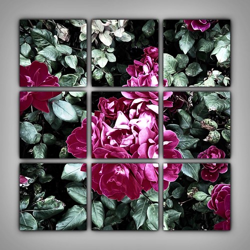 Flowers, New Jersey City Exchange Place North, New Jersery… Flickr