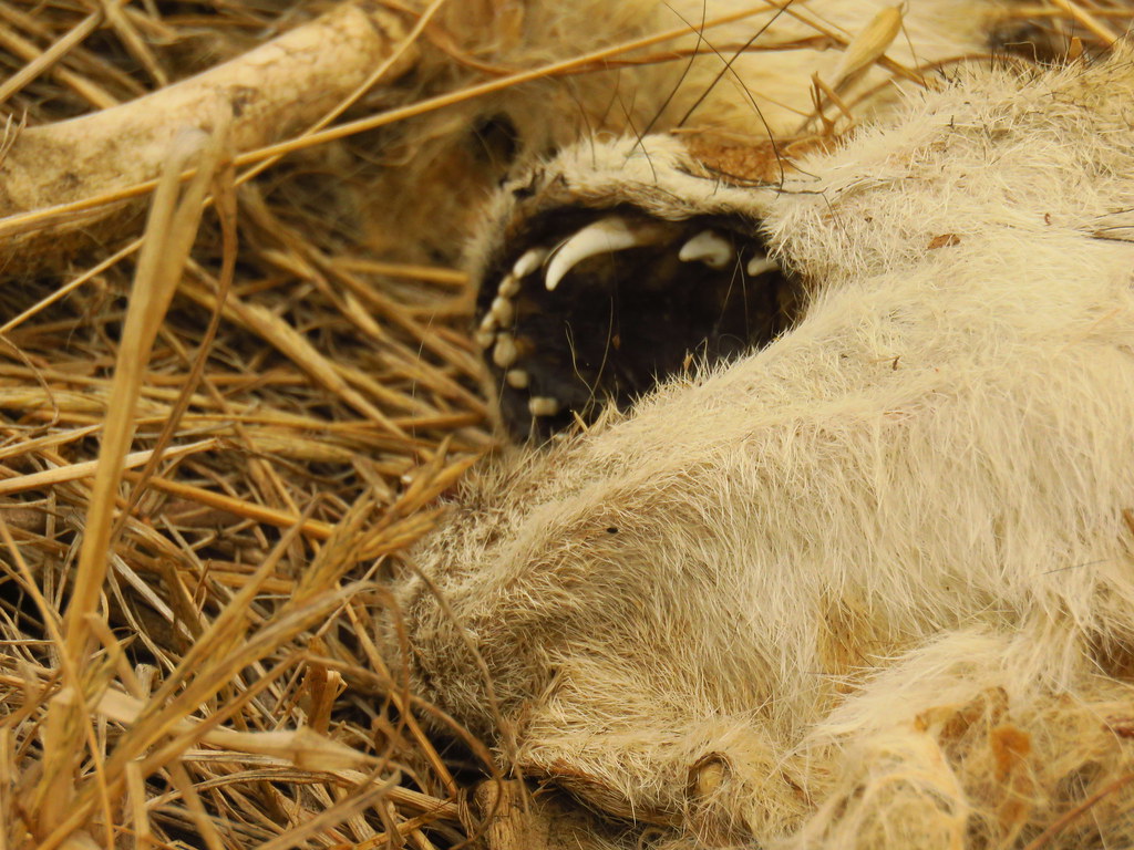 WARNING DEAD CRITTER. coyote, turri road, san luis obispo Flickr