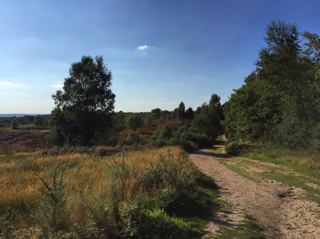 Ludshott Common Ludshott Common, Headley Down, Hampshire. Marc