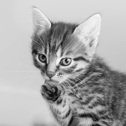 Kitten licking her paw (c) Haje Jan Kamps (Haje) Flickr