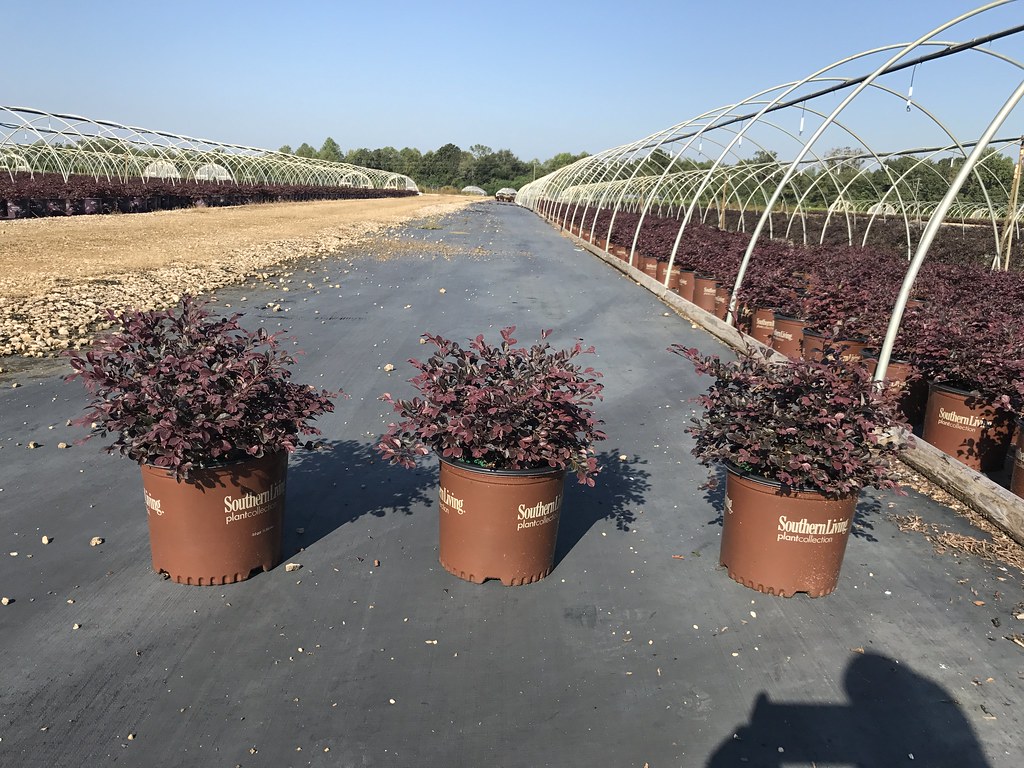 Hackney Nursery Oct 1st Flickr