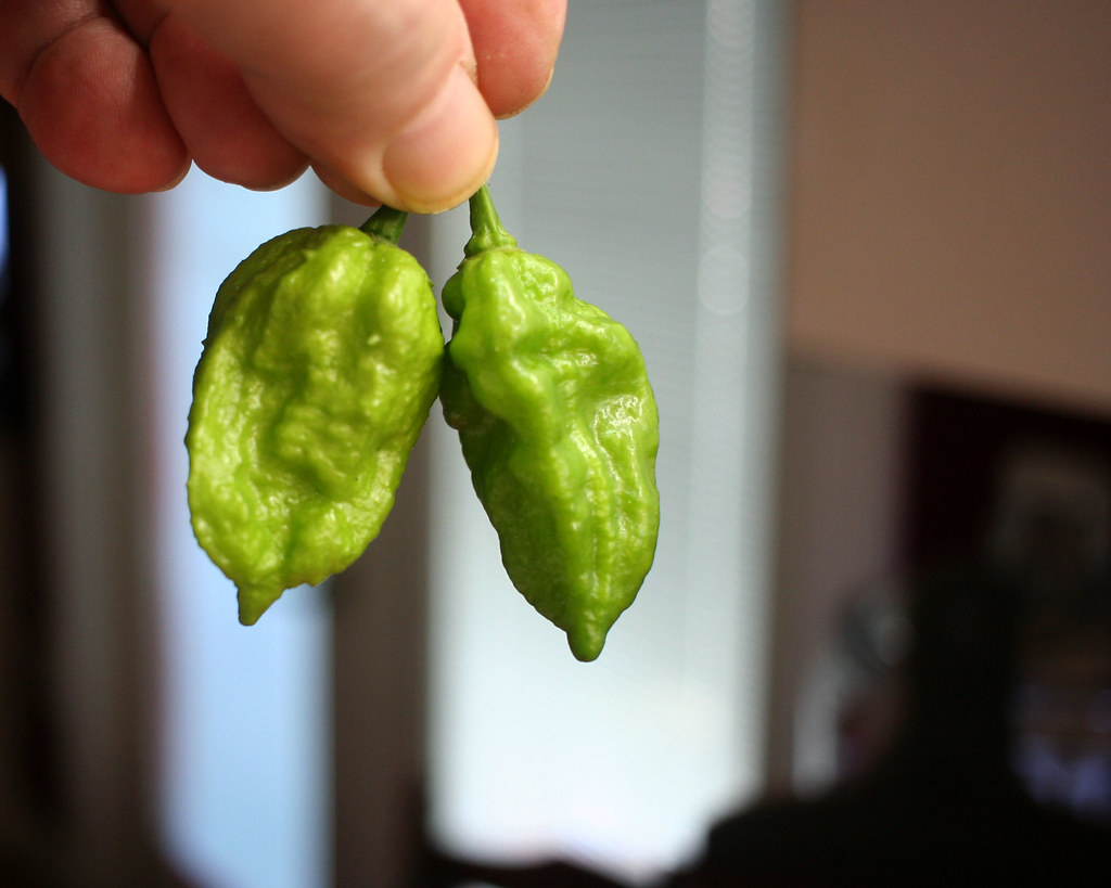 Green Ghost Peppers Richard Elzey Flickr