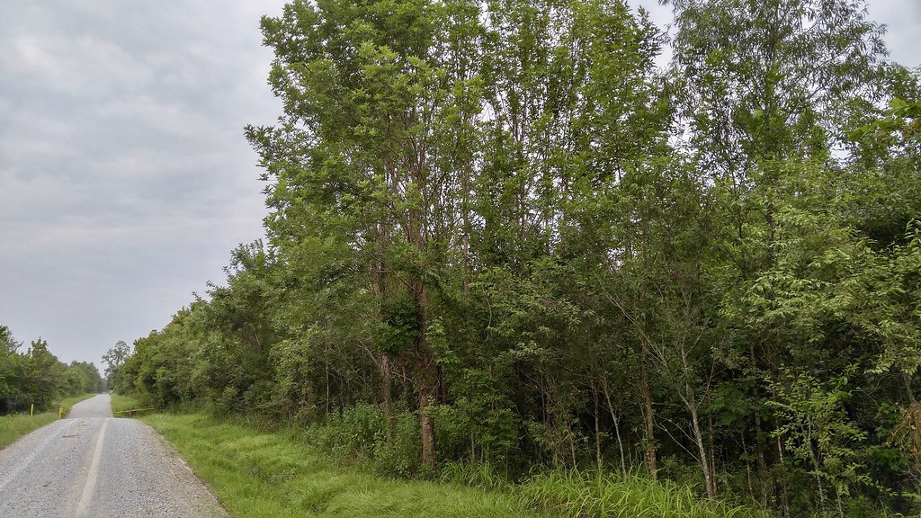 Indian Bayou area Habitat shot for eBird Van Remsen Flickr