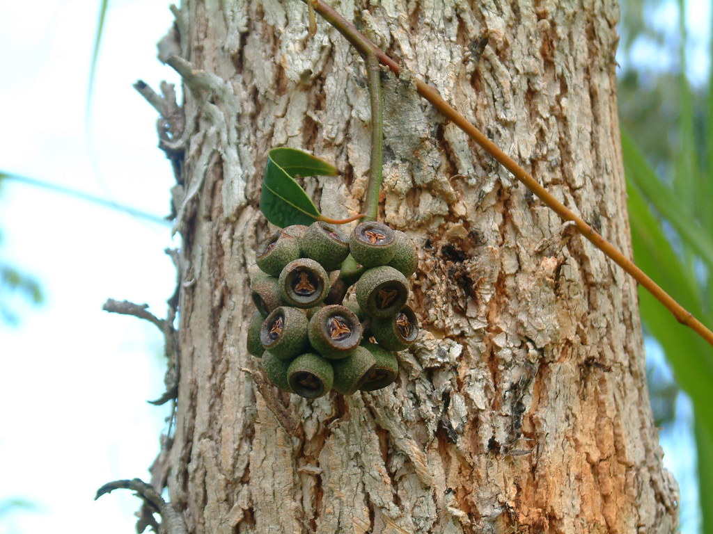 Eucalyptus cloeziana capsules Gympie messmate or Queenslan… Flickr