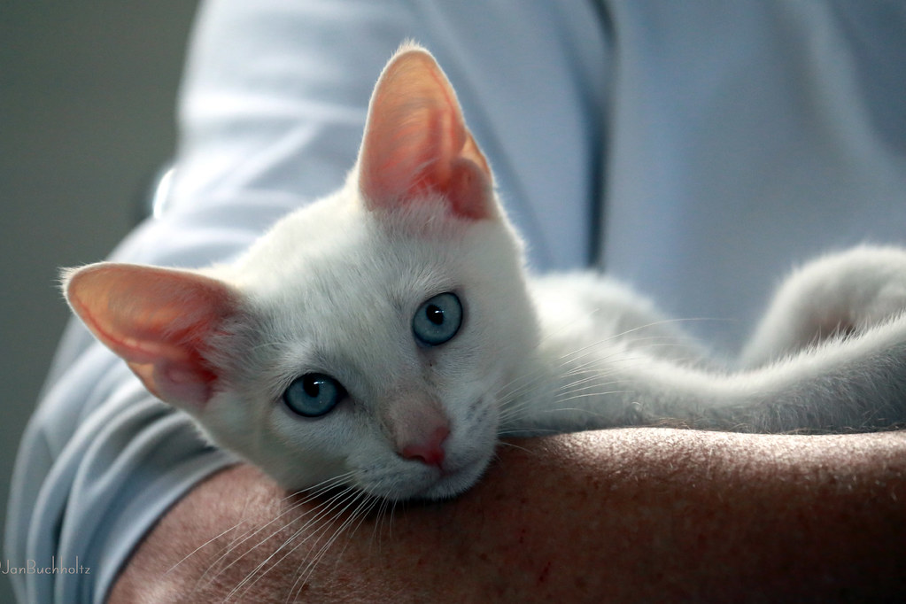 Red Point Siamese Kittens
