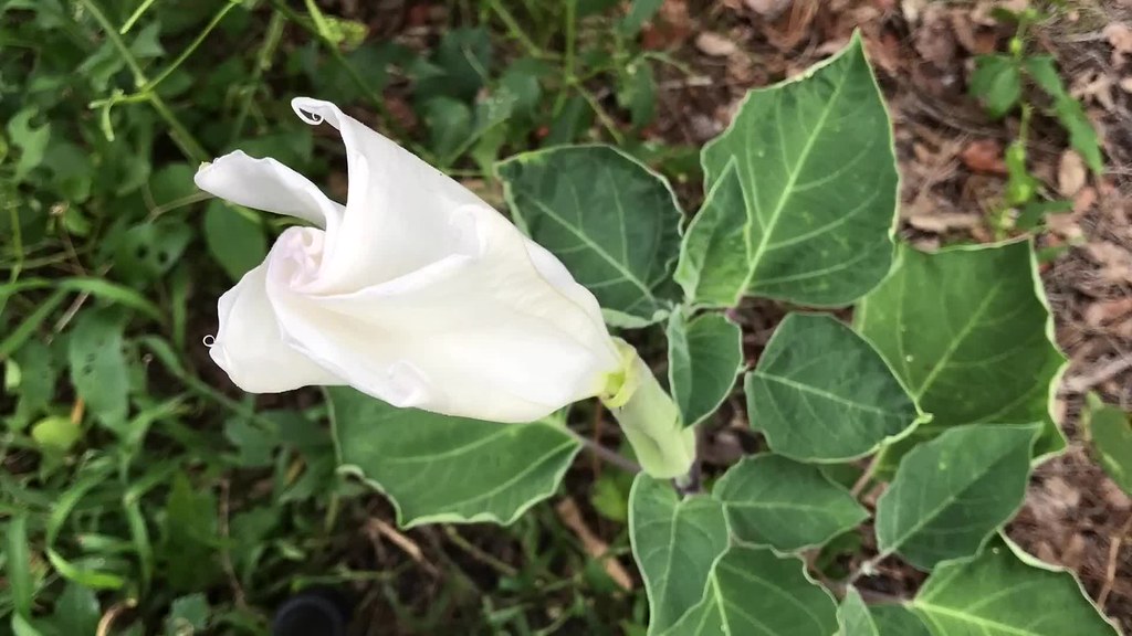 Devils Trumpet Timelapse Devil's Trumpet (datura anoxia) … Flickr