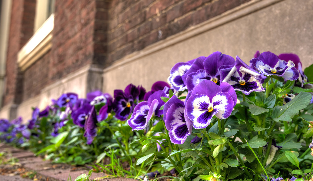 City flowers. Alex de Haas Flickr