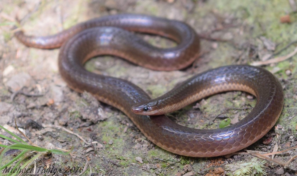Midwestern Worm Snake (Carphophis amoenus helenae) Flickr