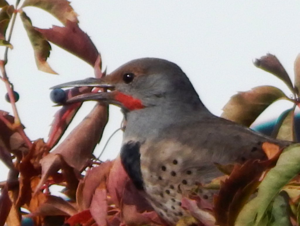 Male Flicker He has found some Virginia Creeper and is eat… Flickr