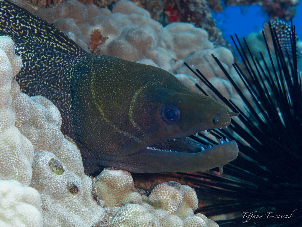 Moray Eel Kailua Kona Jack's Diving Locker OLYMPUS OMD E… Flickr