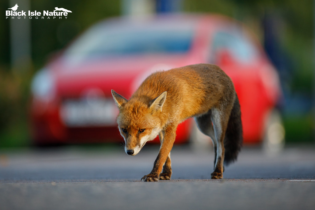 Red Fox. Glasgow. James Moore Flickr