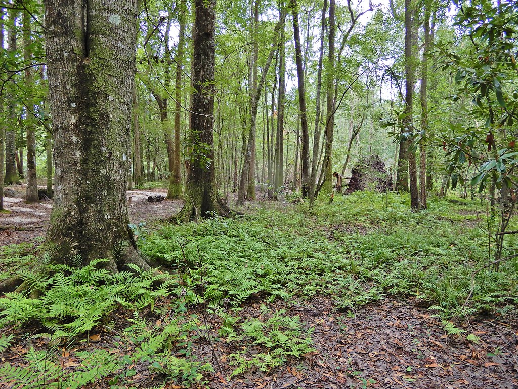 scene bottomland hardwood wetland near campground Lumber R… Flickr