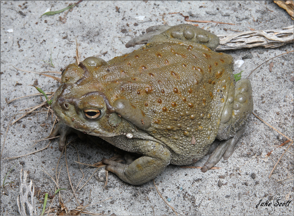 Sonoran Desert Toad (Ollotis [Bufo] alvarius) These thin