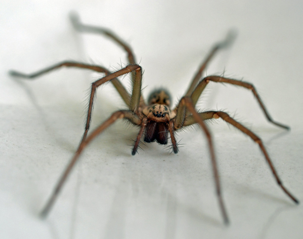 Giant Bathroom spider! Loads of these appearing in the hou… Flickr