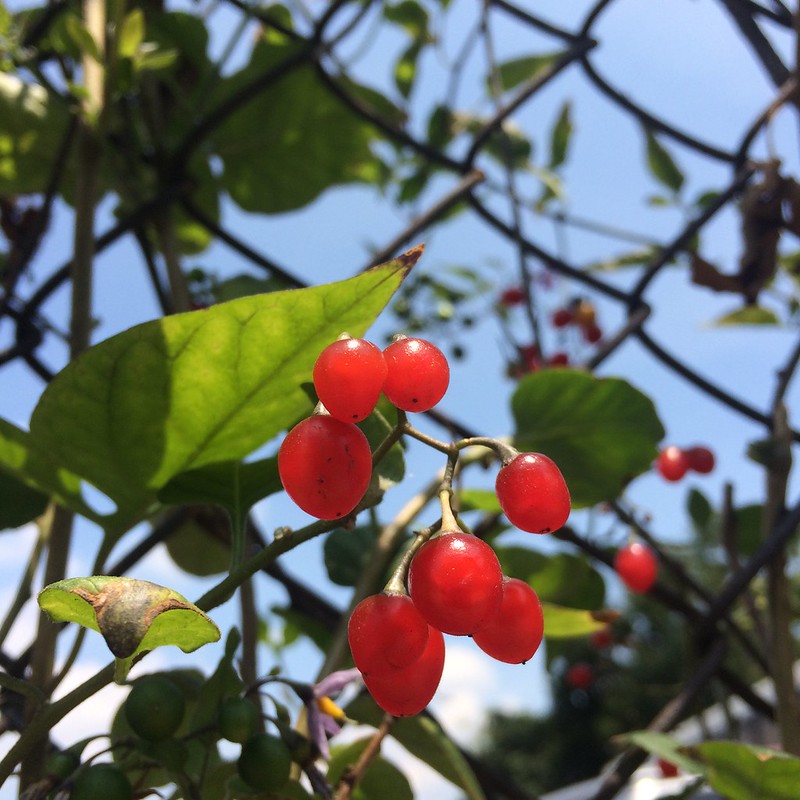 Weed of the Month Bittersweet Nightshade Brooklyn Botanic Garden