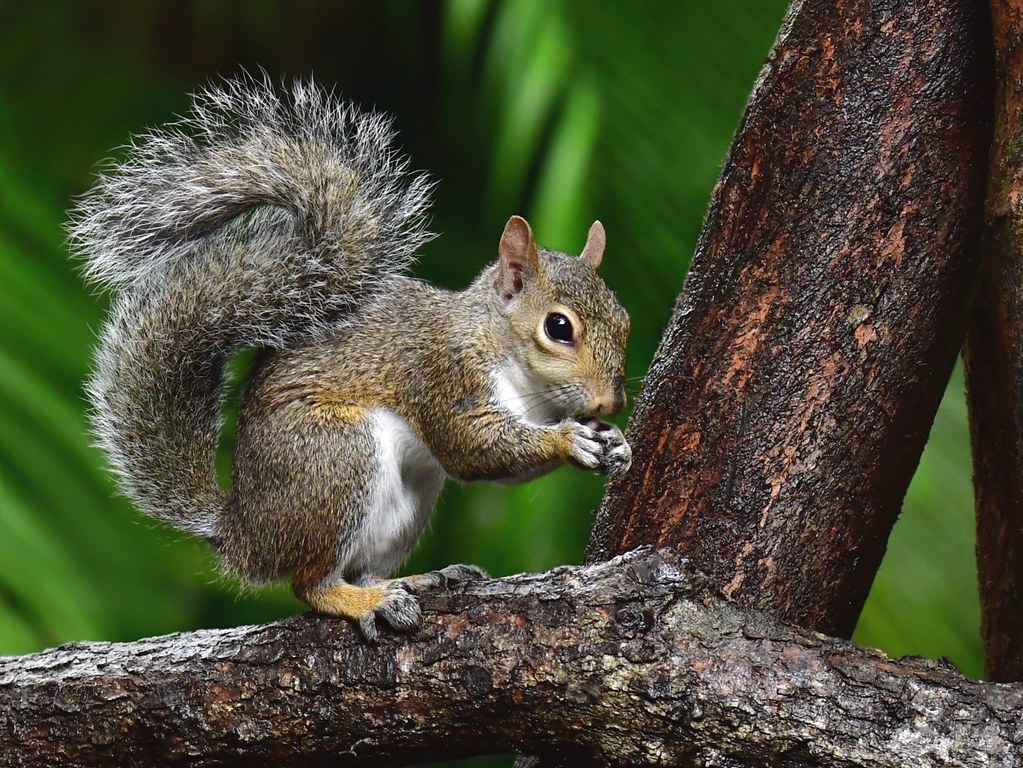 Bright eyes and a bushy tail Grey squirrel in my bird gard… Flickr