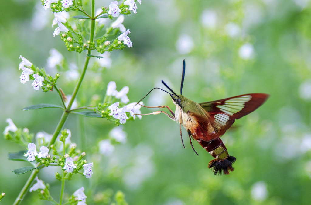 Elevation of Willowdale, Cherry Hill, NJ, USA Topographic Map Altitude Map