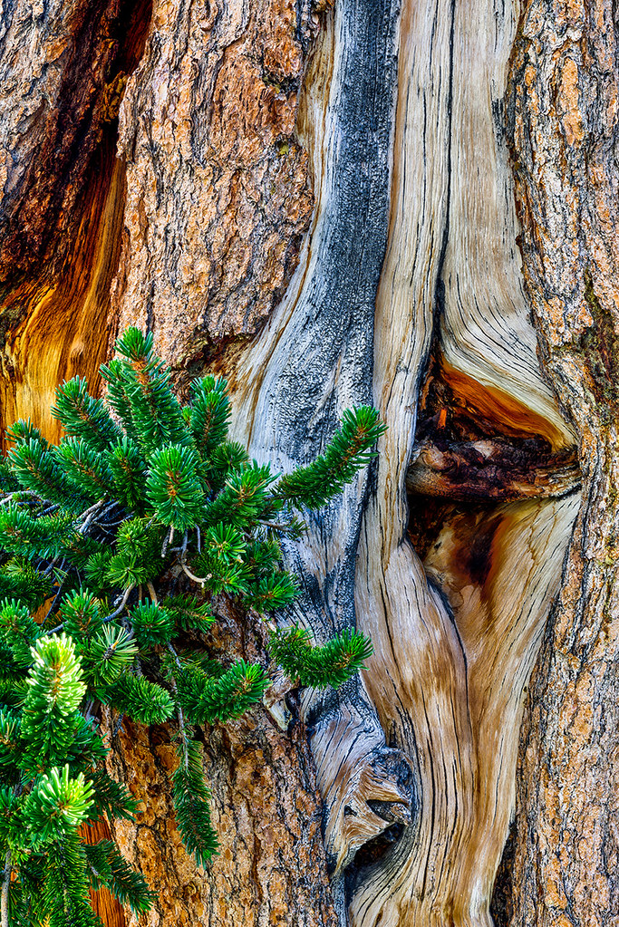 Cycle of Life Cycle of Life Bristlecone Pine Tree Great Ba… Flickr