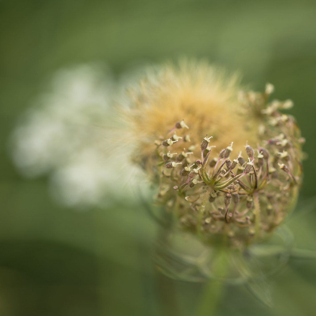 dreaming of flowers to come … and flowers that have be… Flickr