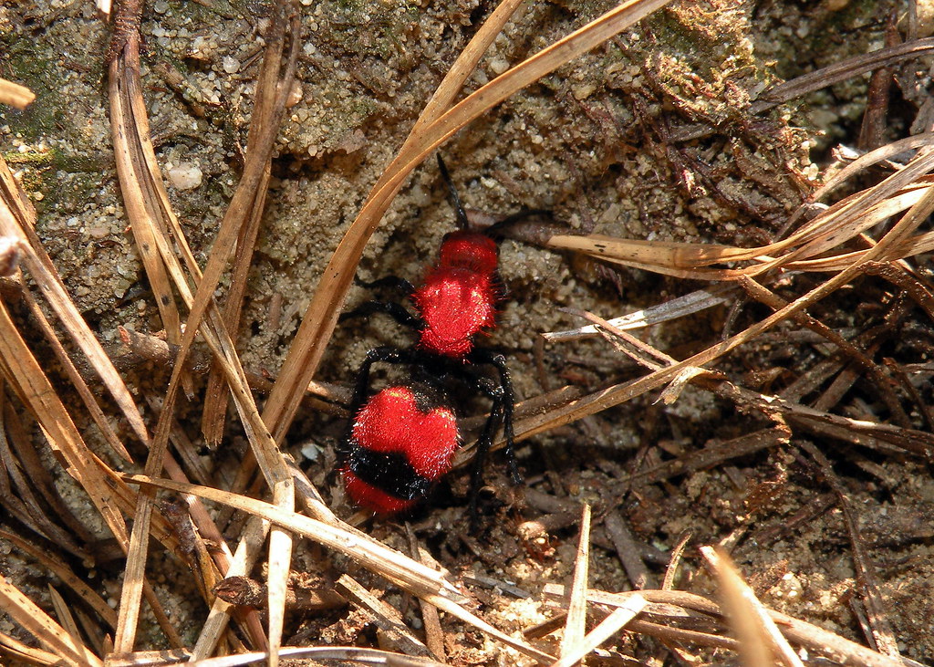 Red Velvet Ant, Cow Killer (Dasymutilla occidentalis), Cha… Flickr