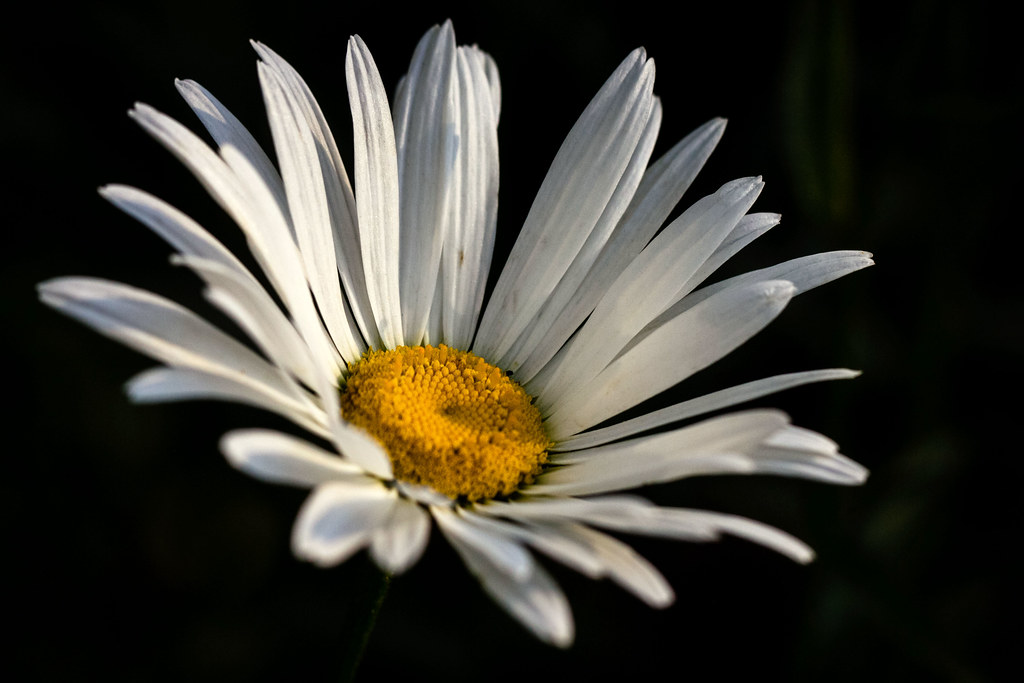 Daisy, Daisy Shasta daisies are a hybrid produced in 1890 … Flickr