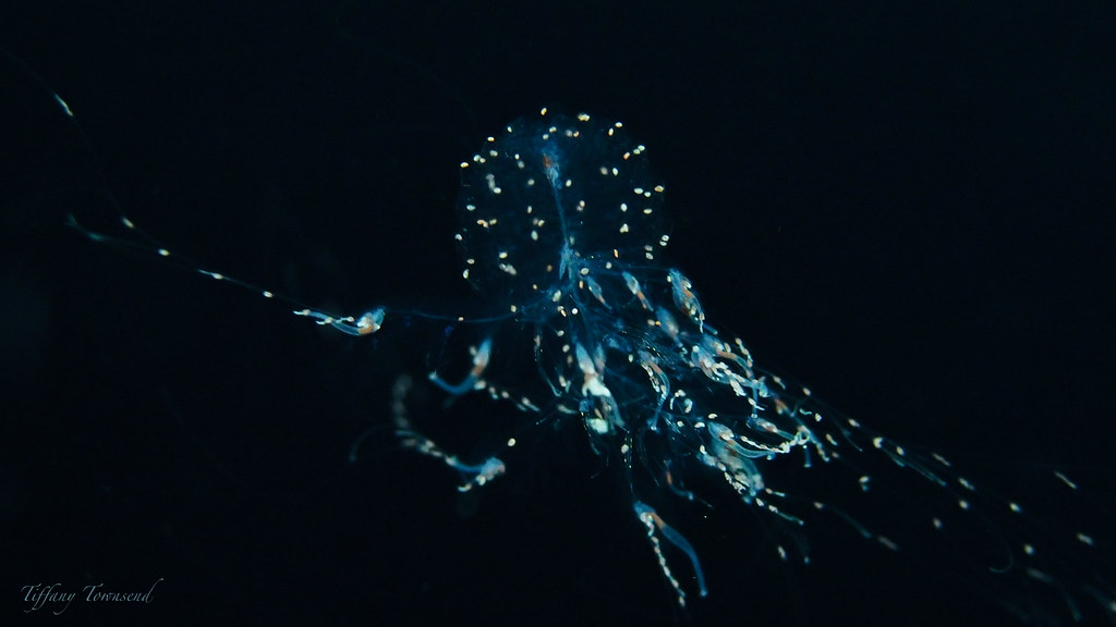 Kona Pelagic Magic Kona Pelagic Magic Jack's Diving Locker… T2inSF