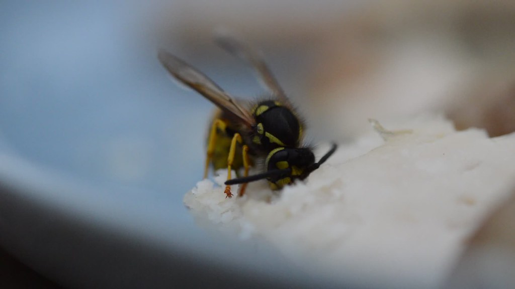 Wasp eating chicken Nicky Rowberry Flickr