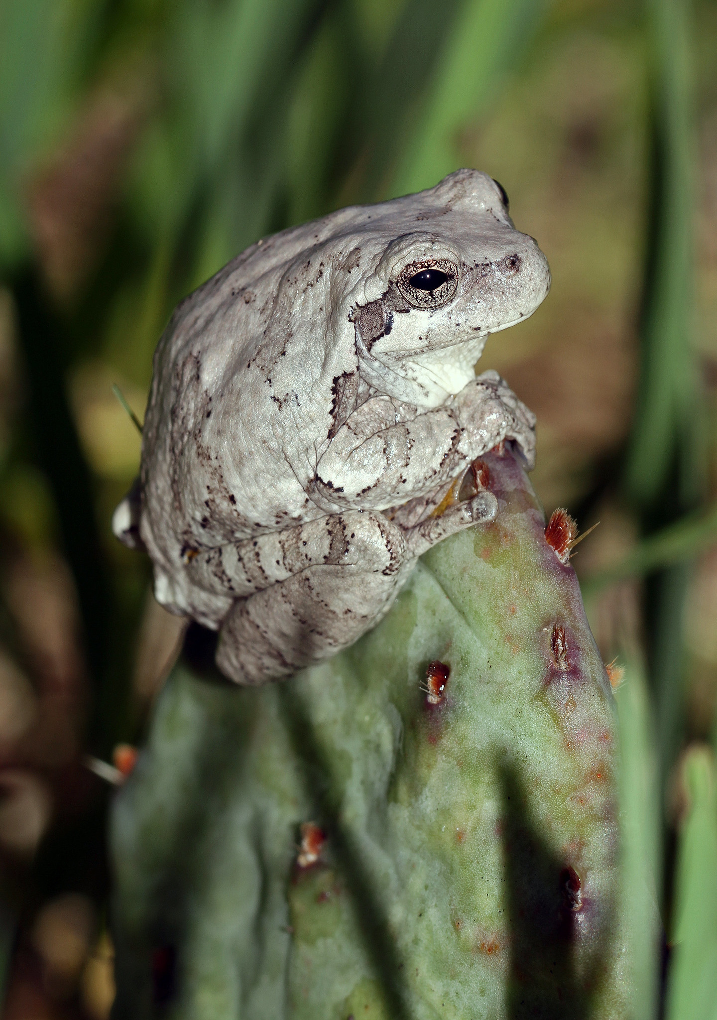 All sizes Grey Tree Frog (Hyla versicolor) Flickr Photo Sharing!